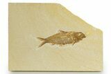 Detailed Fossil Fish (Knightia) - Wyoming #320270-1